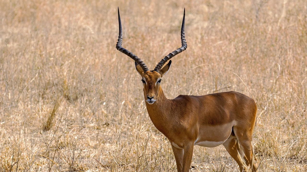 Wildlife