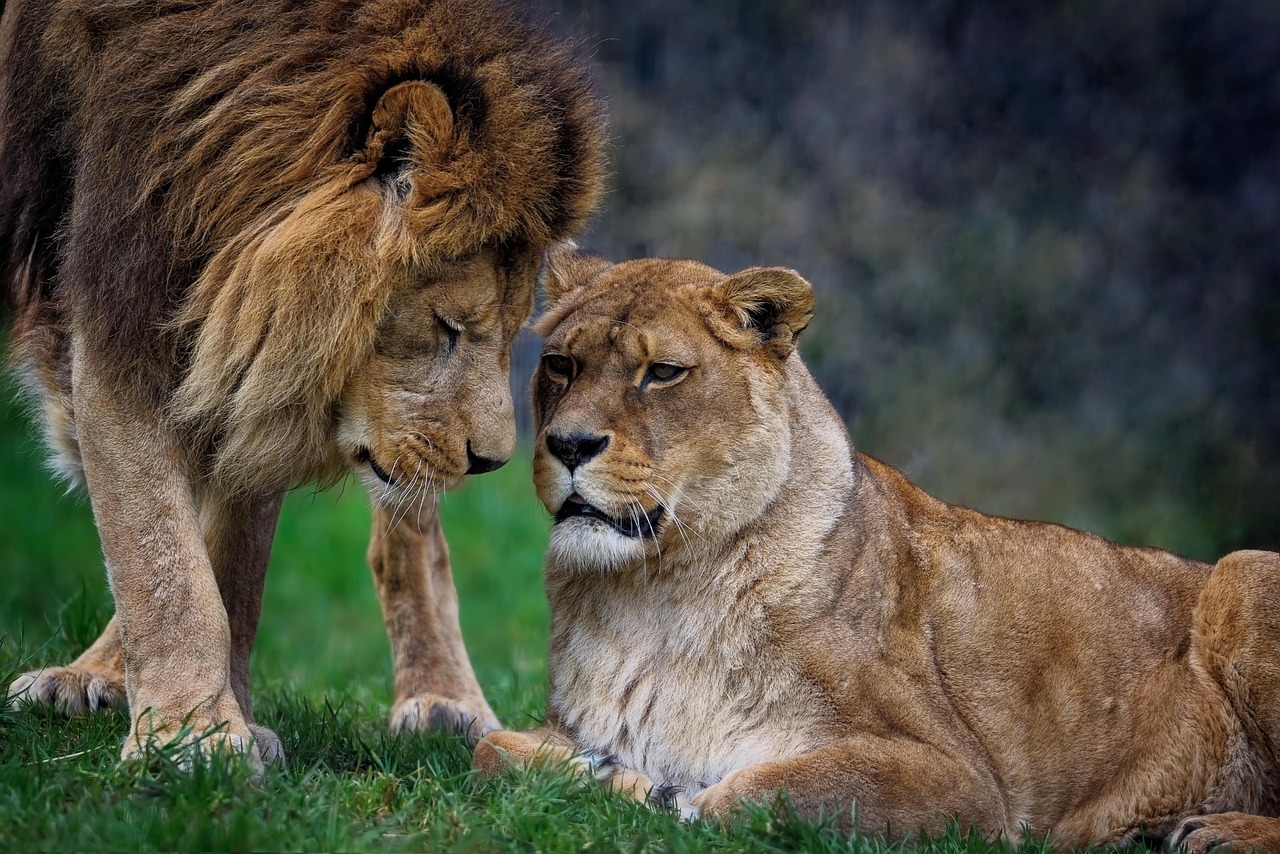 5 Days Tanzania Safari
